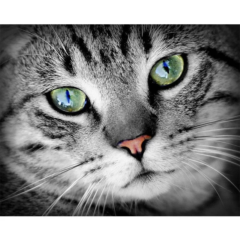 XXL - 5D Diamond Painting - Grau Getigerte Katze