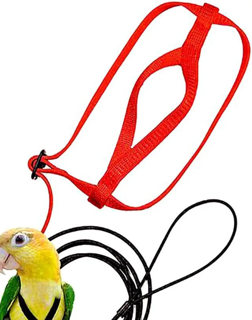 Parrot Flying With Flying Rope And Bird Harness