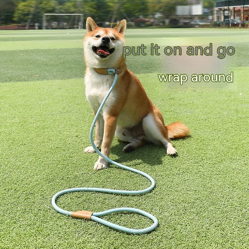 Household Dog Pet Hand Holding Rope