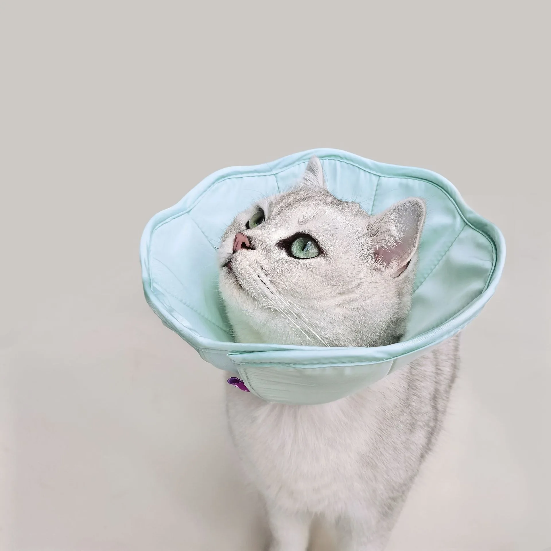 Pet Postoperative Wound Anti-scratch Bite Anti-licking Collar