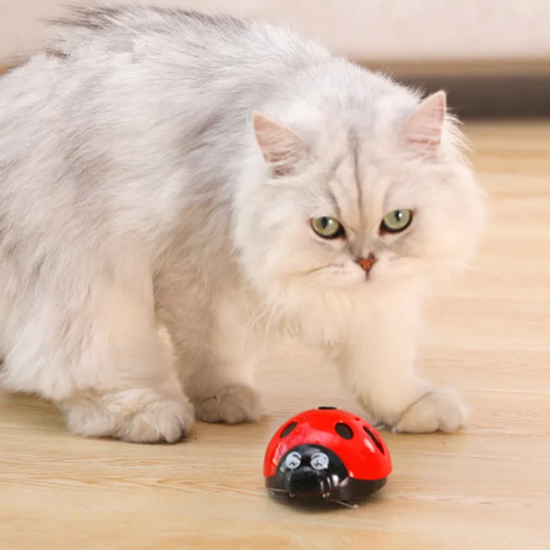 Toy insect funny cat artifact